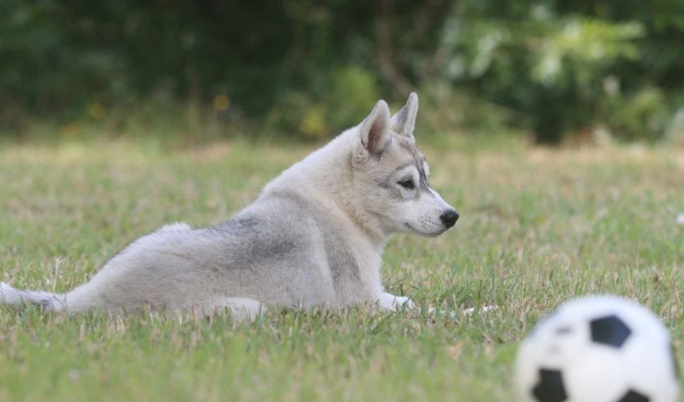 Of City Dream's - Chiot disponible  - Siberian Husky