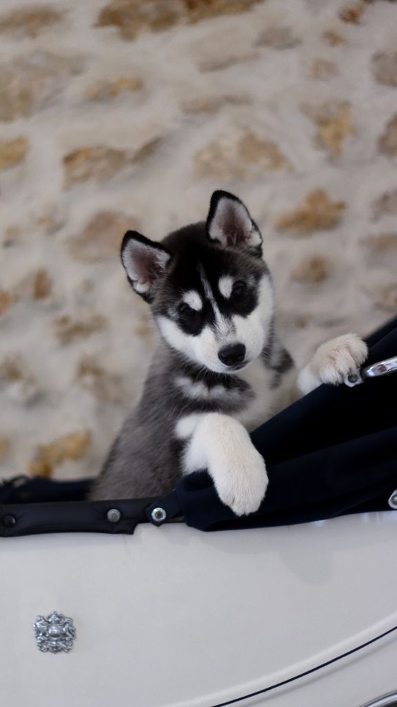 Of City Dream's - Chiot disponible  - Siberian Husky