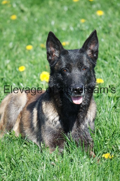 Arkouna Dream's Vixene