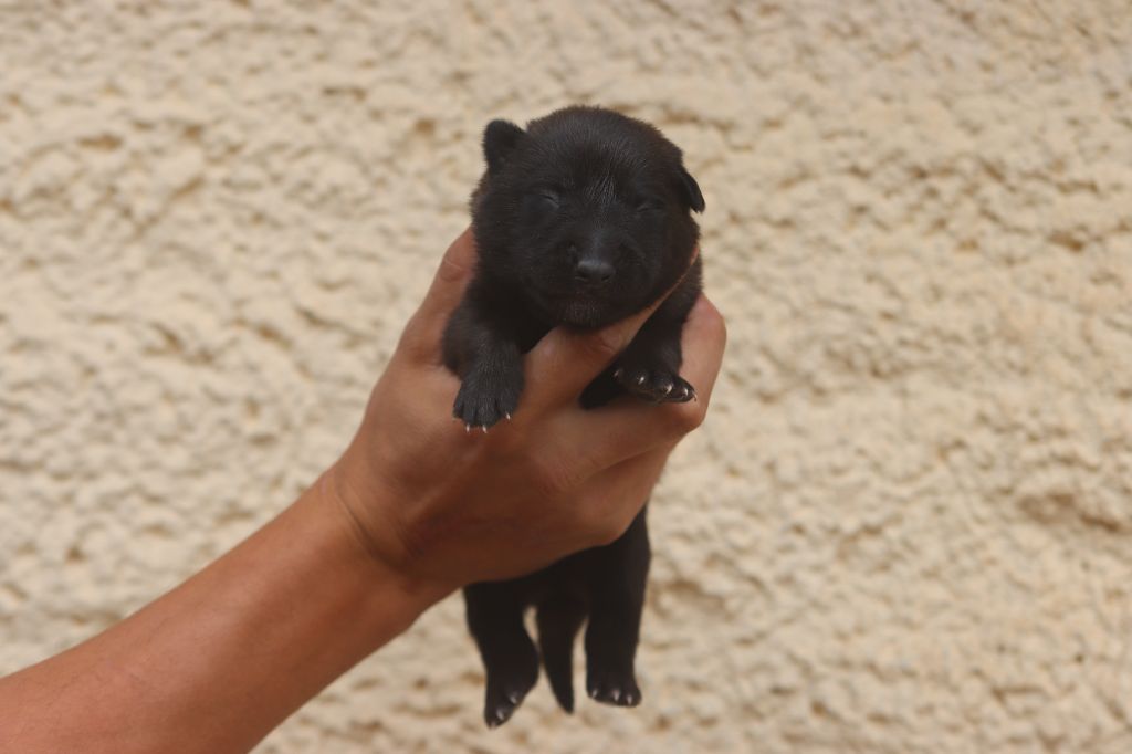 Of City Dream's - Chiots disponibles - Berger Belge